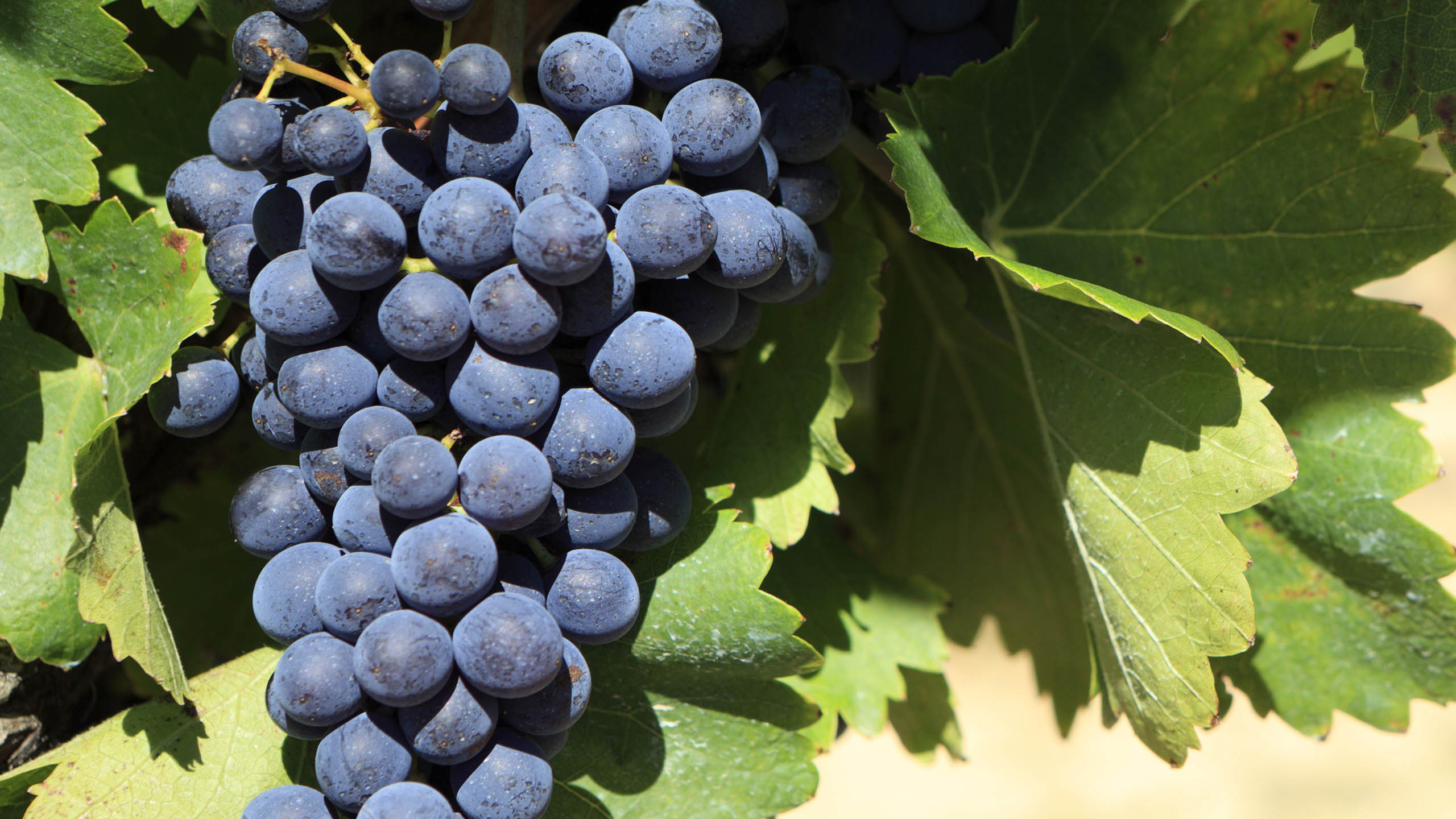 merlot
