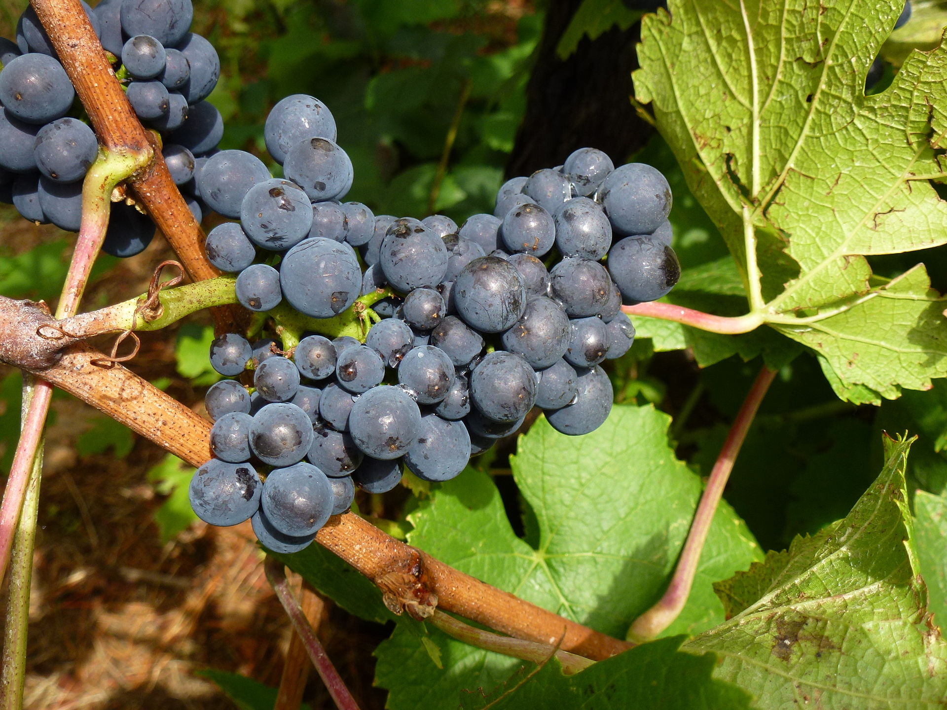Pinot Noir grapes
