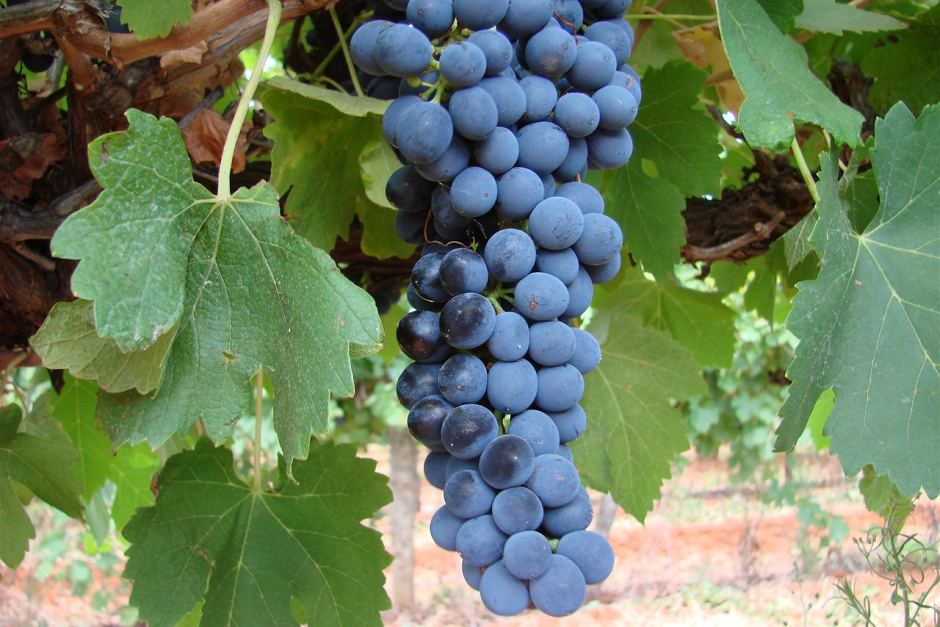 Shiraz 1