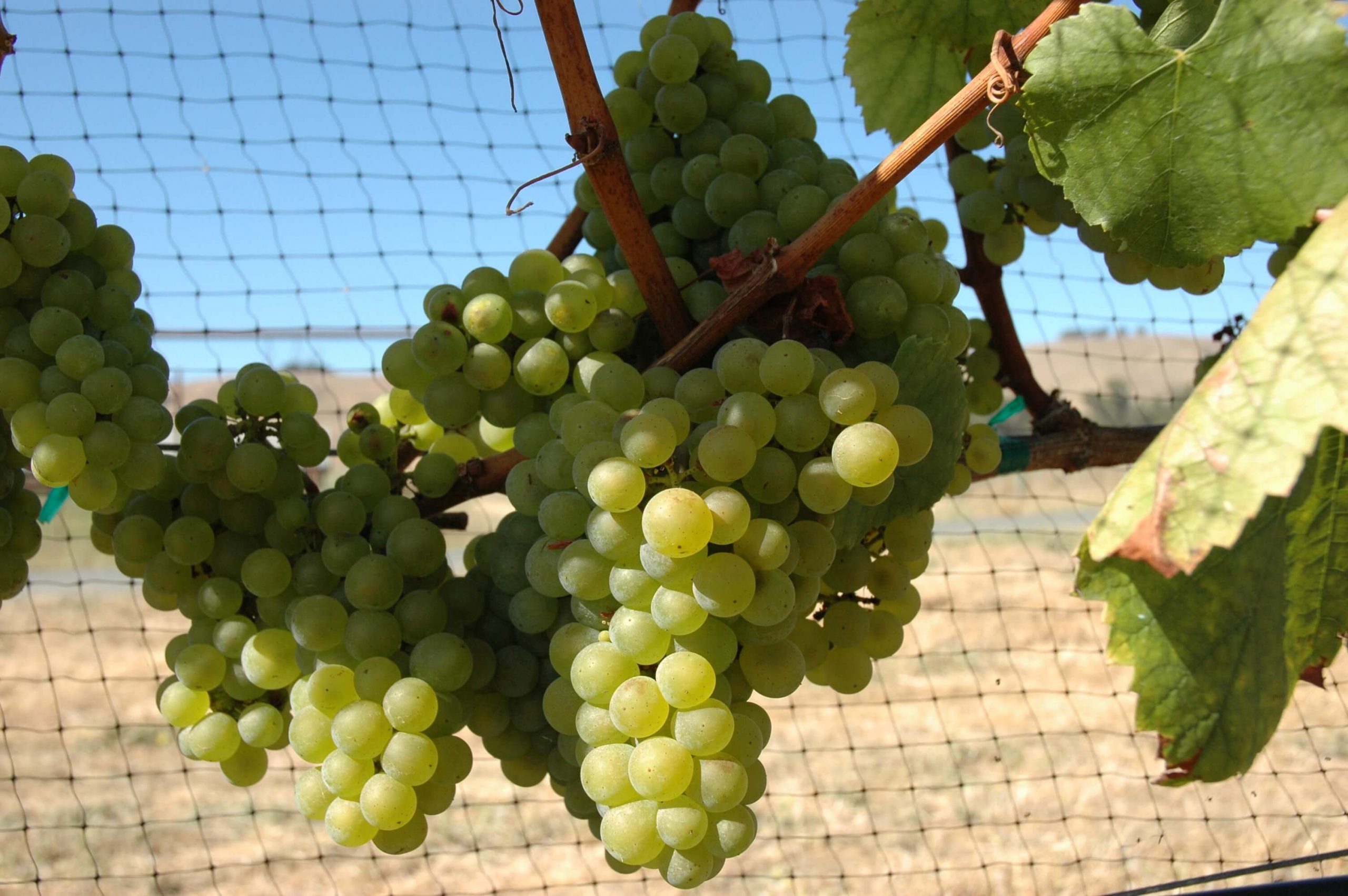 Chardonnay scaled