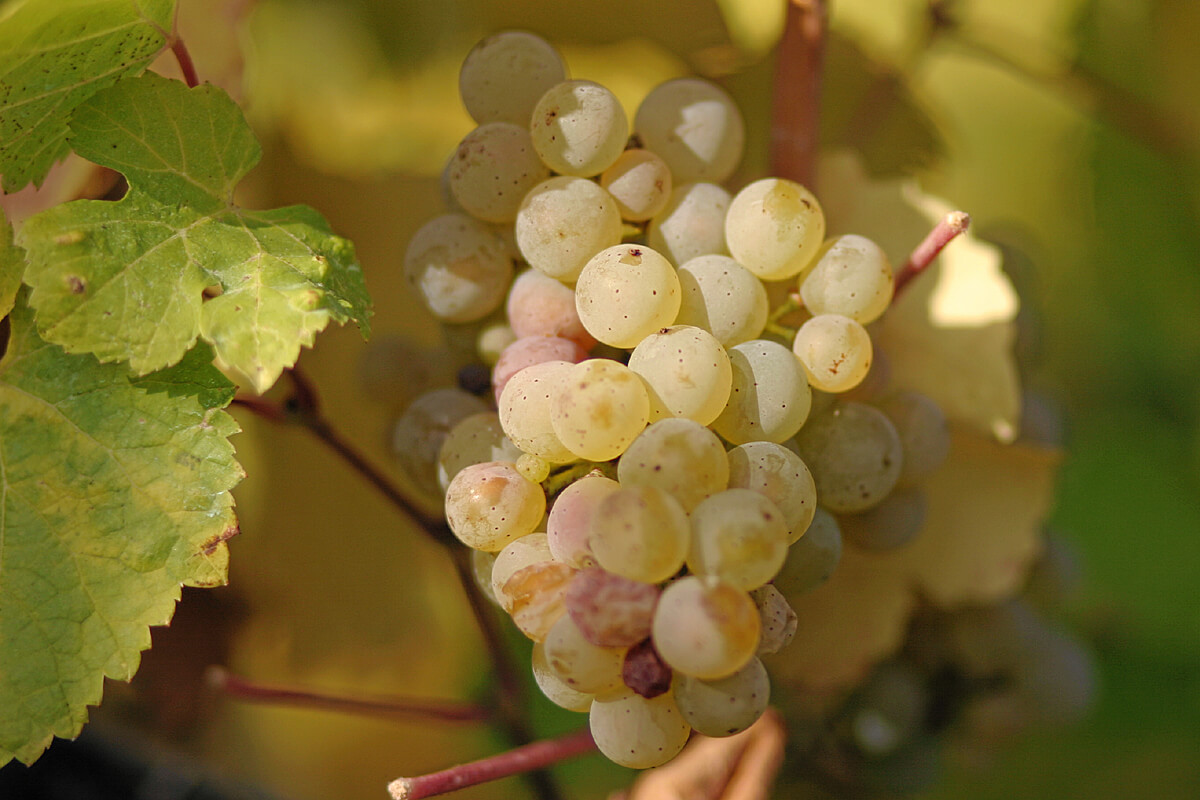Riesling grapes leaves 1