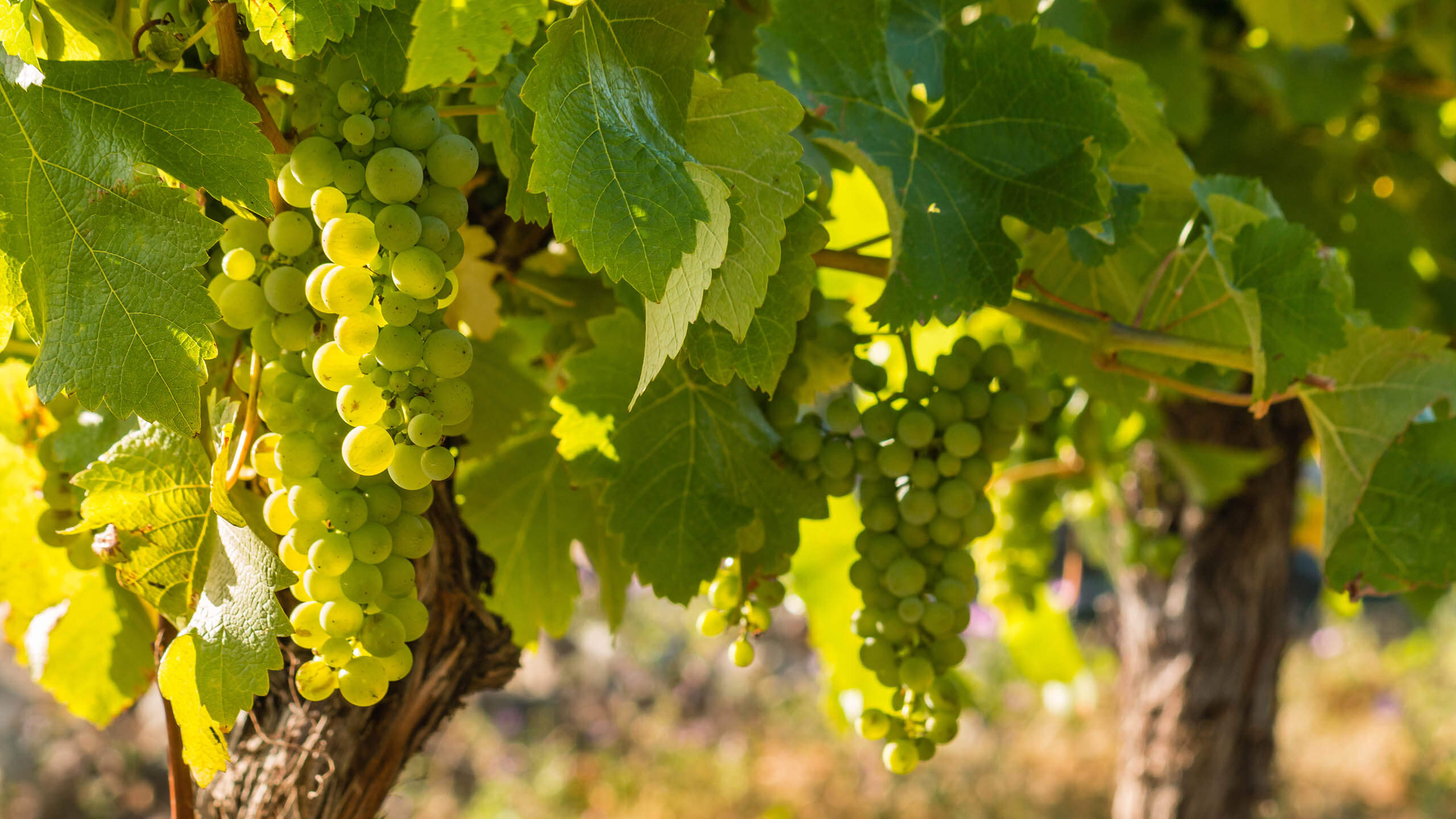 Sauvignon Blanc edited